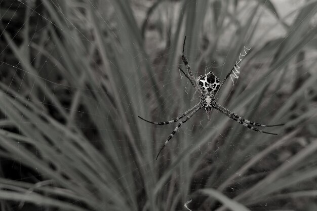 Foto araña argiope anasuja