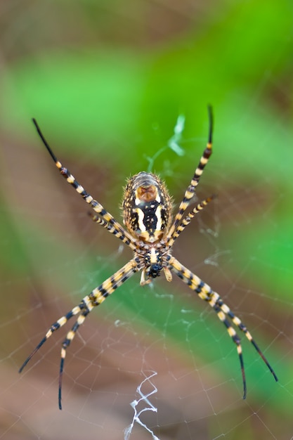 Araña, Argiope bruennichi