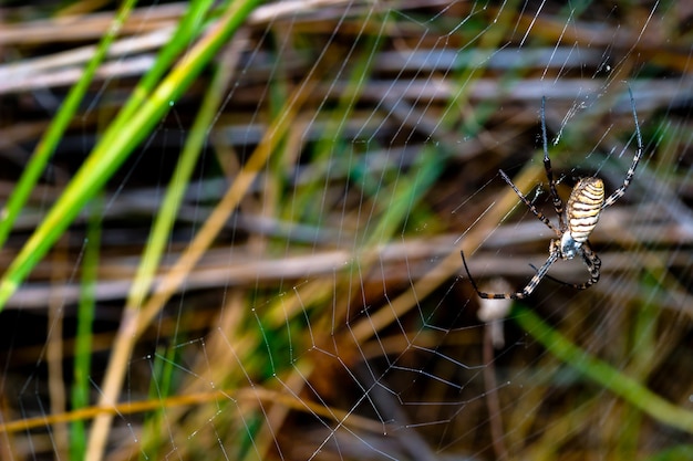 Araña, Argiope bruennichi