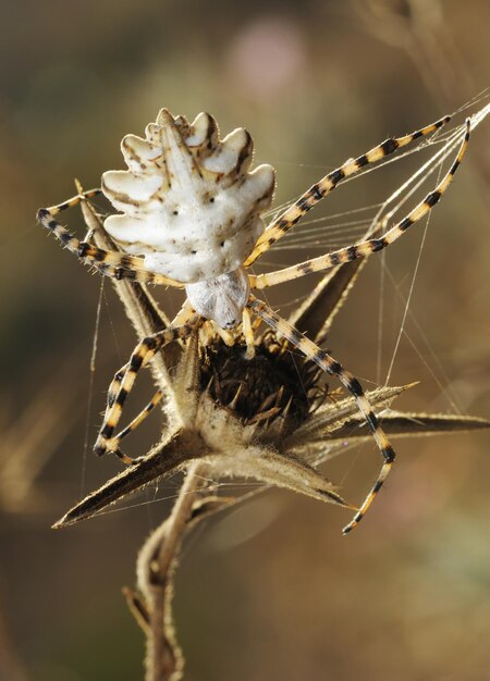 Foto araña argiope lobulada