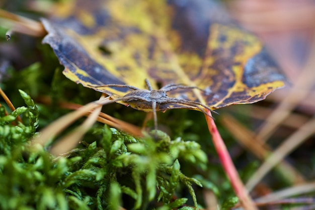 Araña arrastrándose sobre la hoja de otoño en el bosque