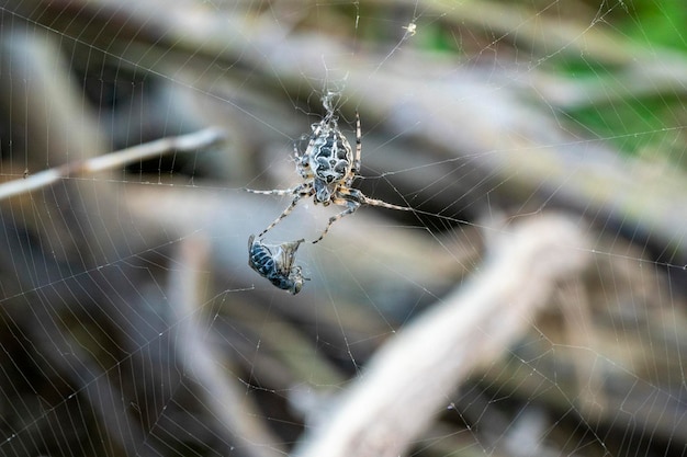 Araña atrapando una mosca