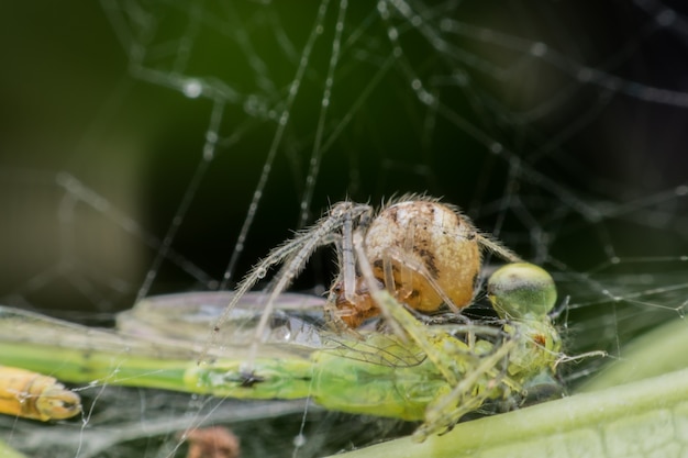 La araña atrapó a la damisela en su nido usando tela de araña