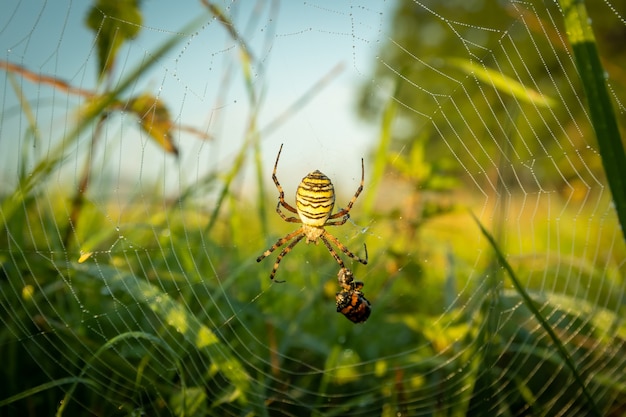 Araña avispa cazando en su red