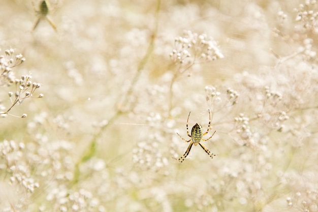 Araña avispa con flores bokeh. Argiope bruennichi