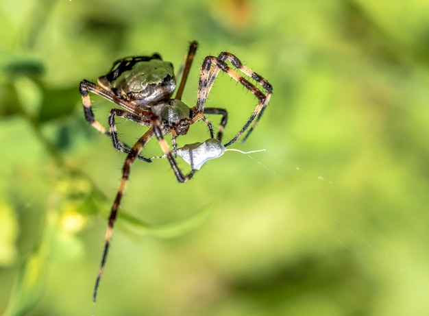 Una araña con un bicho en la espalda se está comiendo un bicho.