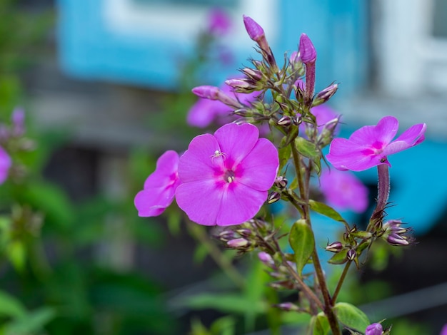 Una araña blanca se asienta sobre una flor de phlox púrpura. Primer plano, flora y fauna