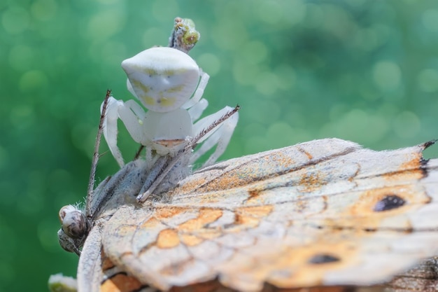 Foto araña blanca comiendo mariposa