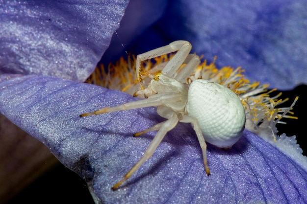 Araña blanca en una hoja de iris