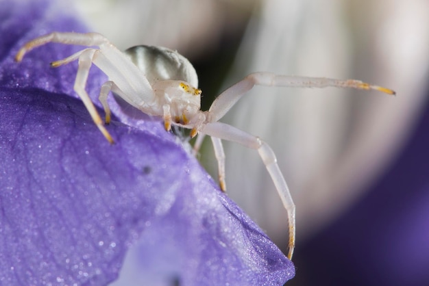 Una araña blanca en la hoja púrpura del iris