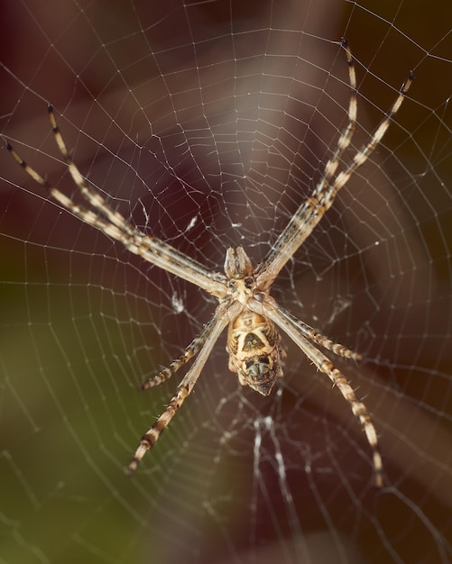 Araña blanca en su telaraña