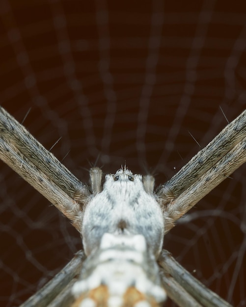 Araña blanca en su telaraña