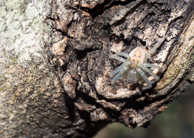 Araña blanca en tronco