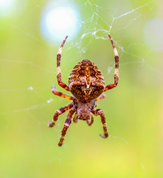 Araña en el bosque sentada en su web esperando presa