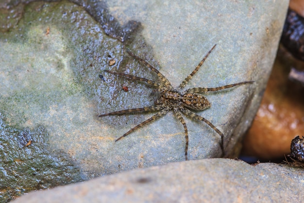 Foto araña en el bosque