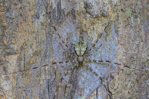 Araña en el bosque