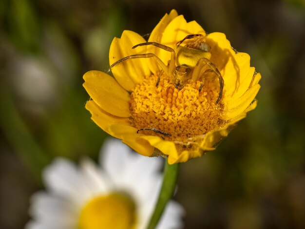 Araña cangrejo amarilla