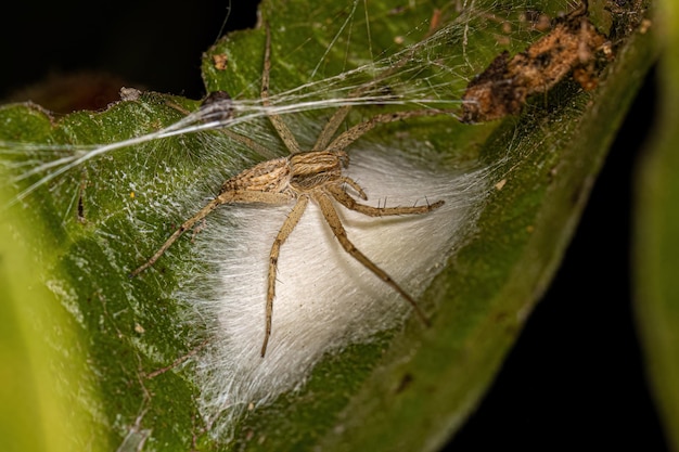 Araña Cangrejo Corredor Hembra Pequeña