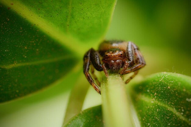 Foto araña cangrejo descansando sobre una hoja verde xysticus croceus
