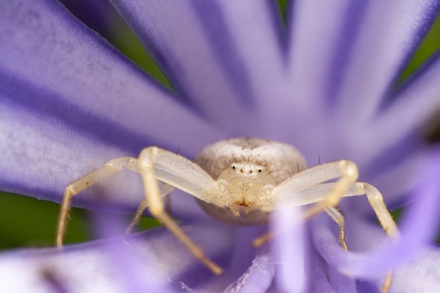 araña cangrejo en flor de agapanto, esperando para alimentarse.