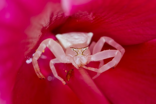 Foto araña cangrejo en flor rosa