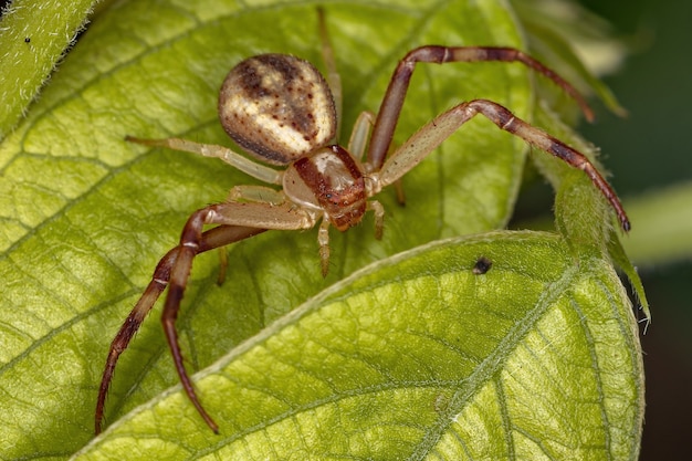 Araña cangrejo hembra adulta de la familia Thomisidae