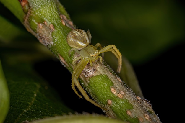 Araña cangrejo hembra adulta de la familia Thomisidae