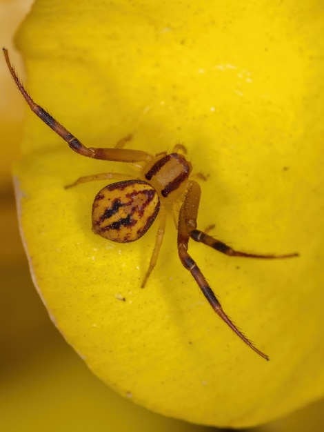 Araña cangrejo pequeña de la familia Thomisidae