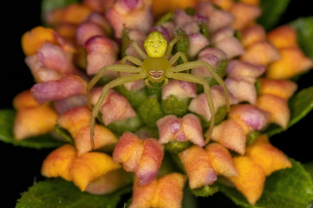 Araña cangrejo pequeña de la familia Thomisidae