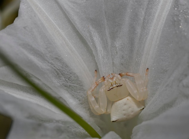 Una araña cangrejo en un pétalo blanco