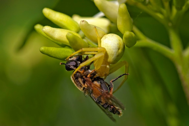 Araña cangrejo con una presa en una flor