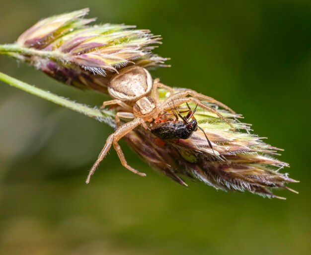 Araña cangrejo con su presa