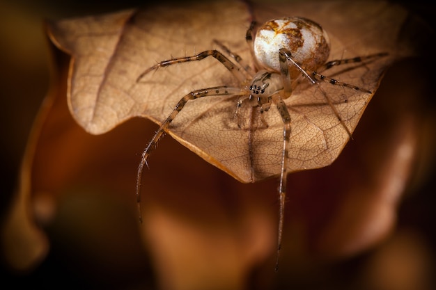 Araña con un capullo blanco camina sobre la hoja de otoño y mira hacia abajo