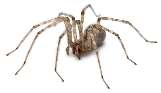 Araña cardenal - Tegenaria parietina, aislada en blanco