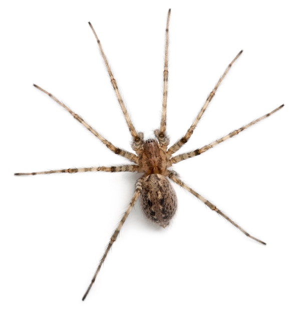 Foto araña cardenal - tegenaria parietina, aislada en blanco