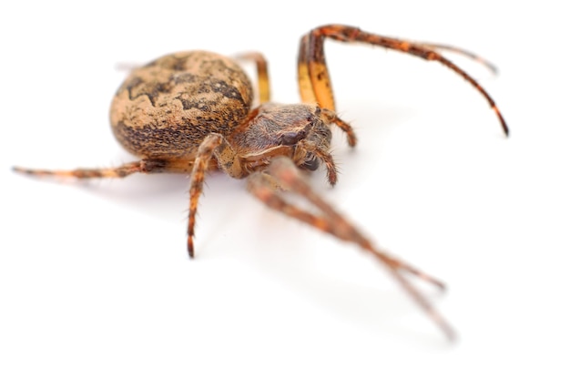 Araña de casa aislada