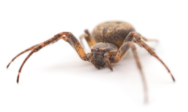 Araña de casa aislada