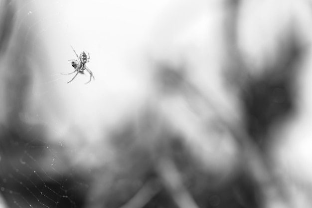 Araña de la casa del suborden Araneomorphae encaramado en su web protegiendo su comida recién cazada una mosca aún más pequeña