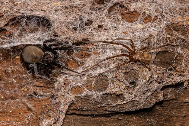 Foto araña de la casa del sur