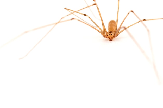 Araña de casa viva sobre fondo blanco