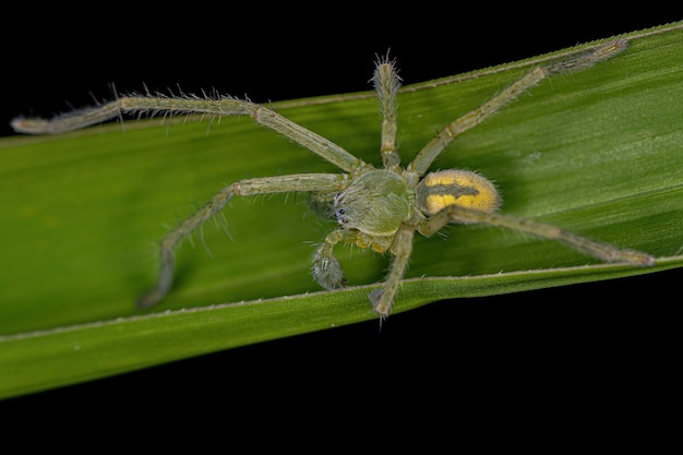 Araña cazadora amarilla de la especie Familia Sparassidae