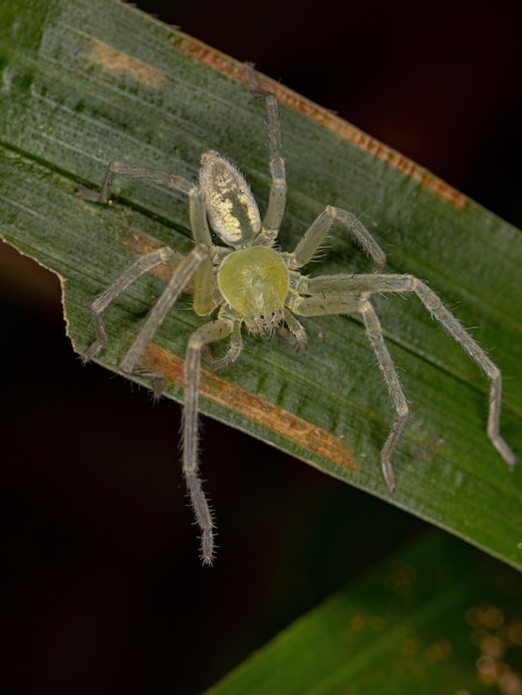 Araña cazadora verde de la especie Familia Sparassidae