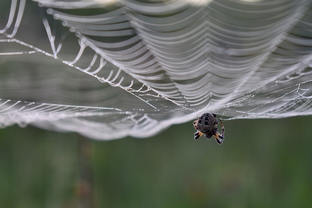 Araña colgando de una telaraña en el bosque