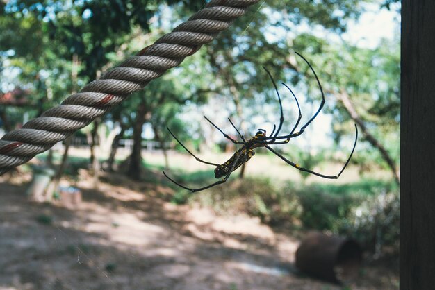 Araña de color negro y amarillo es fotografiada de cerca Araña viuda negra imagen macro Fondo natural Araña grande colorida en la naturaleza Araña y telaraña