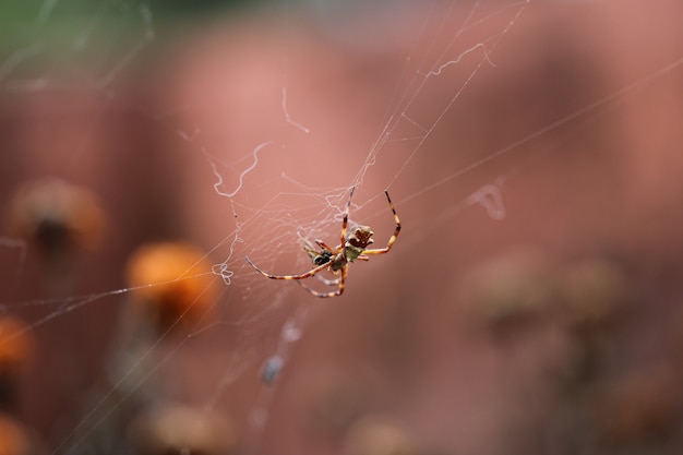 Araña comiendo bicho