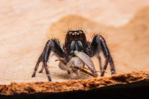 Araña comiendo el cebo