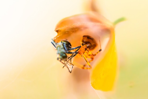 Araña comiendo comida