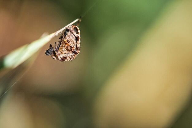 Araña cruzada acurrucada con presa en una brizna de hierba Un útil cazador entre insectos