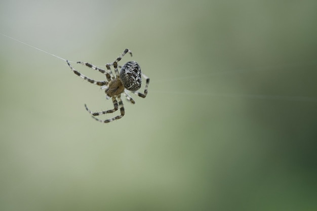 Araña cruzada arrastrándose sobre un hilo de araña Susto de Halloween Fondo borroso