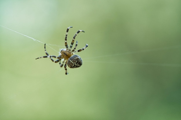 Araña cruzada arrastrándose sobre un hilo de araña Susto de Halloween Fondo borroso